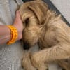 MELA 🧡🧡🧡 hat einen tollen Charakter