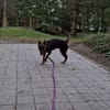 Mokka