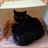Figaro