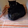 Figaro