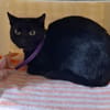 Figaro