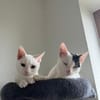 Micky und Apollon aus dem Tierschutz
