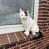 Micky und Apollon aus dem Tierschutz