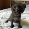 ONYX
