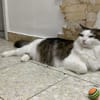 Fiocco