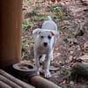 ARCHIE, chiot mâle Berger Créole
