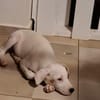 ARCHIE, chiot mâle Berger Créole