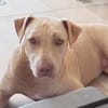 PHOENIX Croisée Labrador Femelle junior