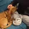 CHOUPY, Mâle berger créole junior