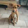 CHOUPY, Mâle berger créole junior
