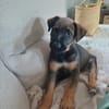 KOALY, chiot femelle Berger Créole
