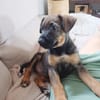 KOALY, chiot femelle Berger Créole