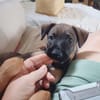 KOALY, chiot femelle Berger Créole
