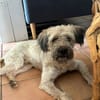 CHAPLIN,  Croisé Griffon Créole junior