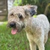 CHAPLIN,  Croisé Griffon Créole junior