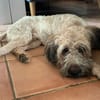 CHAPLIN,  Croisé Griffon Créole junior