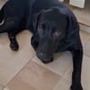 HIERROS Mâle junior Berger Créole