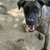 🐾 À L’ADOPTION – NIKKIE, une beauté bringée au regard malicieux ! 🐾