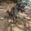 🐾 À L’ADOPTION – NIKKIE, une beauté bringée au regard malicieux ! 🐾