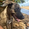 🐾 À L’ADOPTION – NIKKIE, une beauté bringée au regard malicieux ! 🐾