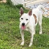 🐾 À L’ADOPTION – FÉFÉ, la complice idéale pour toutes vos aventures ! 🐾