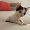 KALICY, chaton femelle européen