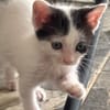 KALICY, chaton femelle européen