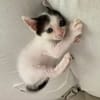 KALICY, chaton femelle européen