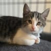 Nova