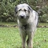 Fiete - sanfter Riese sucht Zuhause