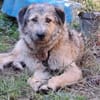 Fiete - sanfter Riese sucht Zuhause