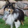 Wim ein Hundeherz aus Gold