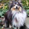 Wim ein Hundeherz aus Gold