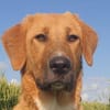 HSH-Mix-Lady♥Suvi♥63911 Klingenberg/Main