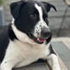 Cooper, geb. ca. 06/2023, Ulm