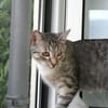 Moody und Fury Piratenkinder