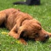 Chow-Chow-Mix FELIXin 53940 Hellenthal