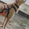Dahlia sucht ihre für immer Familie!