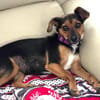 Emma2 sucht ein Zuhause/Pflegestelle