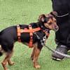 Emma2 sucht ein Zuhause/Pflegestelle
