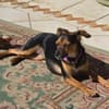 Emma2 sucht ein Zuhause/Pflegestelle