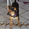 Emma2 sucht ein Zuhause/Pflegestelle