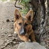 Bondi, Minihund sucht neue Familie