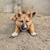 Bondi, Minihund sucht neue Familie
