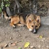 Bondi, Minihund sucht neue Familie
