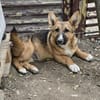 Bondi, Minihund sucht neue Familie