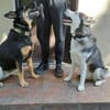 Rust, lieber Husky sucht neues Zuhause