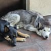 Rust, lieber Husky sucht neues Zuhause