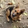 Fifi, Minihund such neue Familie