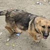 Fifi, Minihund such neue Familie